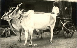 Brahma Bulls Pulling a Cart in India Postcard