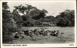 Hippopotami, Lake George Postcard