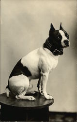 Boston Terrier Postcard