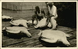 Live Green Turtle, Grand Cayman, B.W.I Postcard