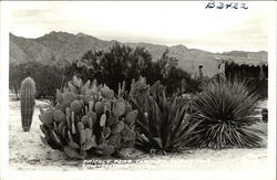Prickly Pear, Century Plant and Saw-Toothed Yucca - Arizona Postcard