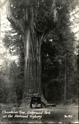 Chandelier Tree, Underwood Park on the Redwood Highway Trees Postcard Postcard