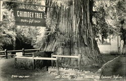 The Chimney Tree Burl Gift Shop Postcard