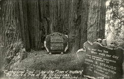 'Cathedral Tree' One of the 'Trees of Mystery' - Redwood Highway Postcard