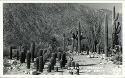 Cactus Garden Indio, CA Postcard Postcard