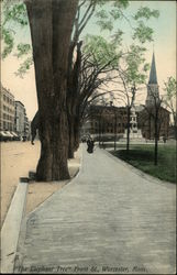 The Elephant Tree, Front Street Postcard