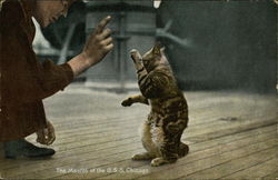 The Mascot of the USS Chicago Postcard