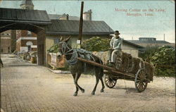 Moving Cotton on the Levee Memphis, TN Postcard Postcard