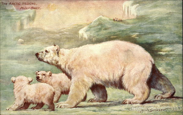 The Arctic Regions, three Polar Bears