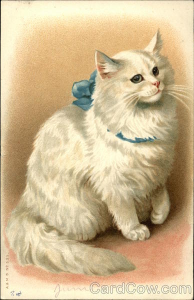 Fluffy White Cat with Blue Bow Around Neck Cats