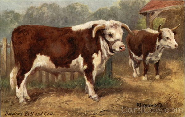 Hereford Bull and Cow, famous British Cattle standing in farm Cows \u0026 Cattle