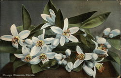 Orange Blossoms. Florida Orange Blossoms. Florida
