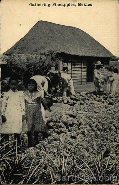 Gathering Pineapples Mexico