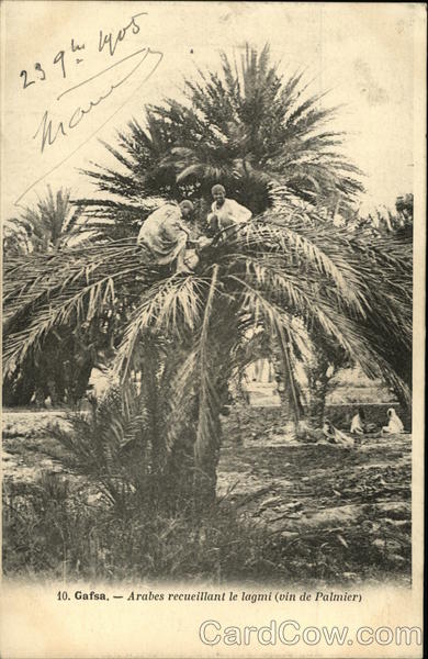 Arabes recueillant le lagmi (vin de Palmier) Gafsa Tunisia