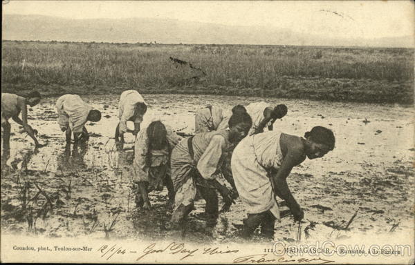 Planting Rice Madagascar Africa