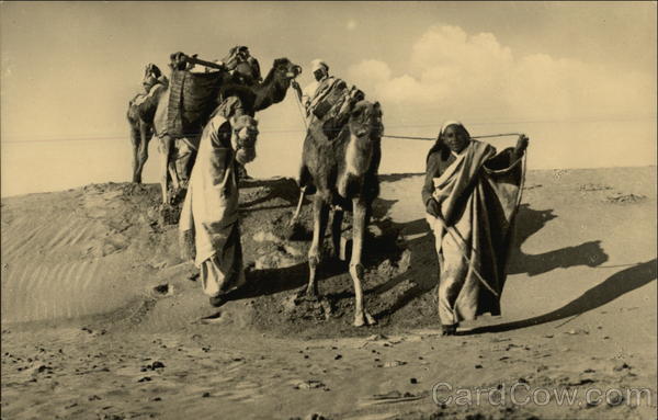Camel Drivers in the Desert Tripoli Libya Africa