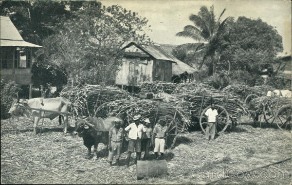 Sugar Cane Awaiting Transport to Factory Caroni Trinidad