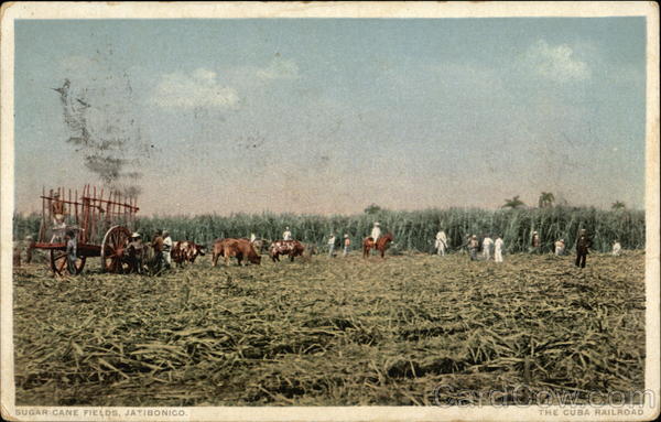 Sugar Cane Fields Jatibonico Cuba