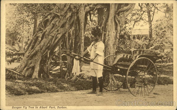 Banyan Fig Tree in Albert Park Durban South Africa