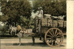 Donkey Cart With Bales of Tobacco Postcard