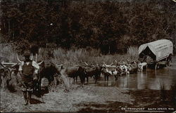 Ox Wagon Transport Postcard