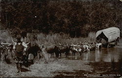 Ox Wagon Transport South Africa Postcard Postcard