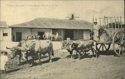 Tobaco brought to the Barn Postcard