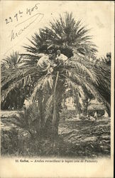 Arabes recueillant le lagmi (vin de Palmier) Postcard