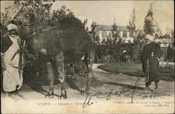 223 - Tunisie - Chameau et Chamelier Postcard