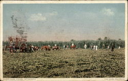 Sugar Cane Fields Jatibonico, Cuba Postcard Postcard