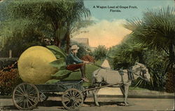 A Wagon Load of Grape Fruit, Florida Exaggeration Postcard Postcard