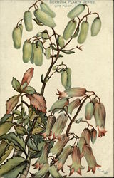 Bermuda Plants Series, Life Plant Postcard