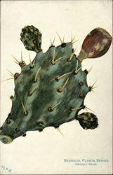 Bermuda Plants Series, Prickly Pear Flowers Postcard Postcard