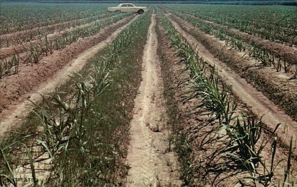 Herban Selective Herbicide for Sugar Cane Advertising