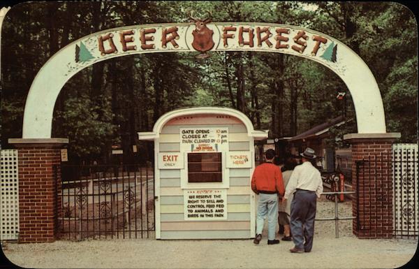 Deer Forest at Paw Paw Lake Coloma Michigan