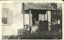 Deer Looking for His Breakfast, Peck's Pond Postcard