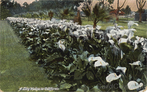 A Lily Hedge In California Flowers