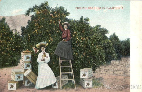Picking Oranges In California Scenic