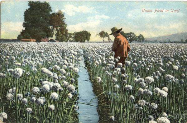 Onion Field In California Scenic