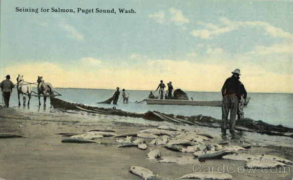 Seining For Salmon Puget Sound Washington