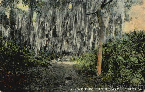 A Road Through The Hammock Flowers