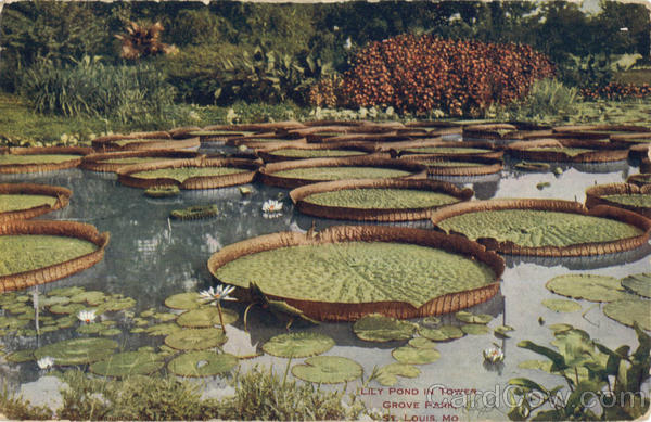 Lily Pond In Tower, Grove Park St. Louis Missouri