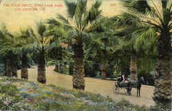 The Palm Drive, Westlake Park Postcard