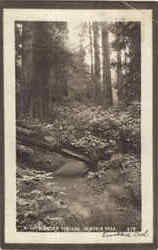 A Path Under The Log Postcard