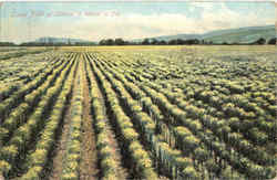 Large Field Of Lettuce In Bloom In California Postcard