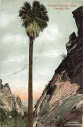 Sentinel Palm At Palm Canyon Postcard