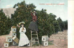 Picking Oranges In California Postcard