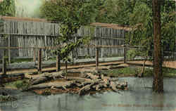 Scene In Alligator Farm Hot Springs, AR Postcard Postcard