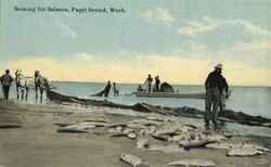 Seining For Salmon Puget Sound, WA Postcard Postcard