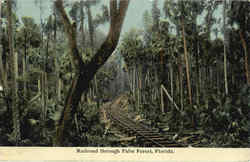 Railroad Through Palm Forest Scenic, FL Postcard Postcard